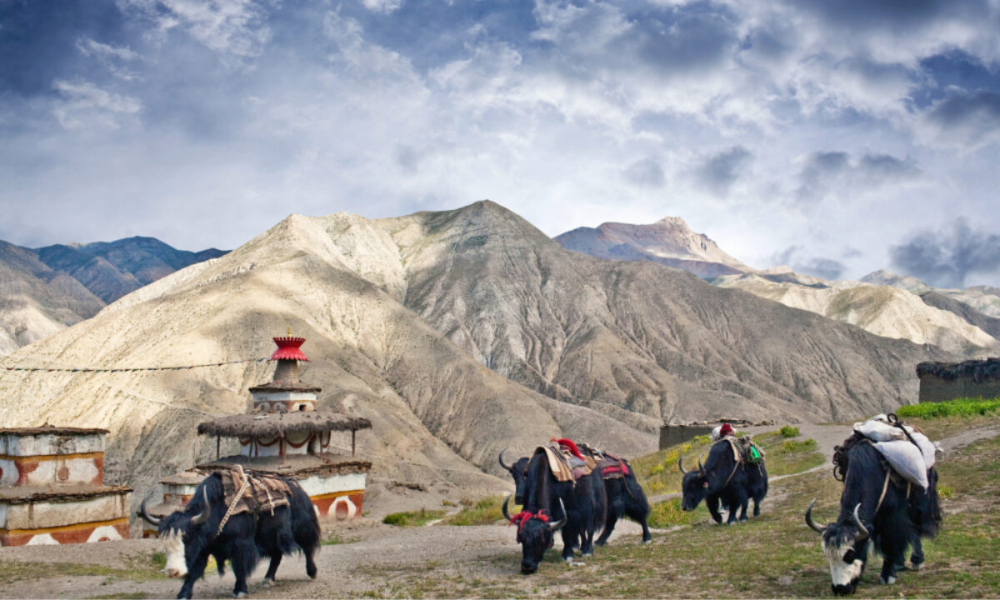 upper mustang image (2) 